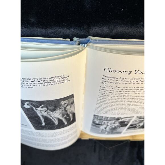 Vintage The Beauty of Dogs by Kenneth Bailey London England w Dust Jacket 1972 - Picture 12 of 13